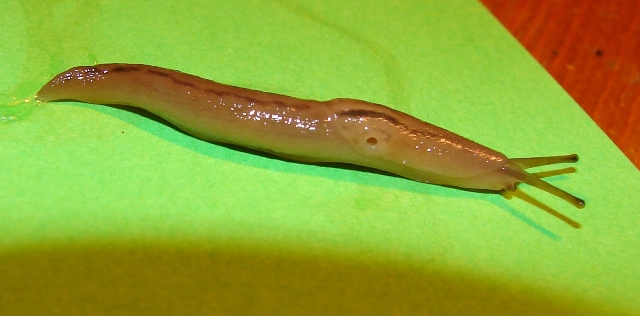 Ambigolimax valentianus da Sibillini (MC)