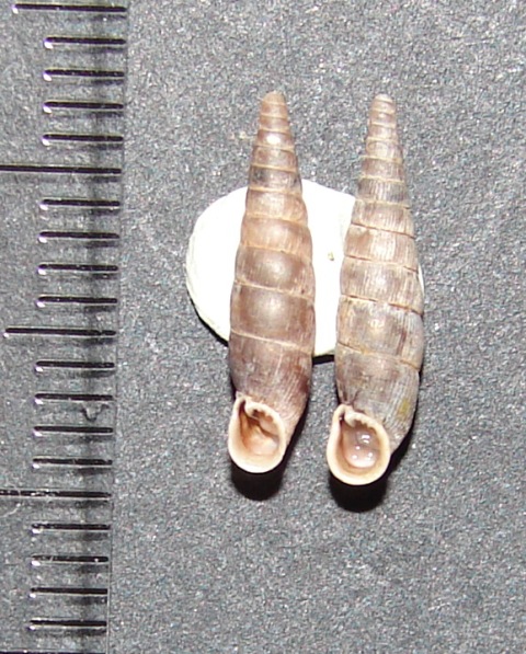 Macrogastra plicatula Sibillini