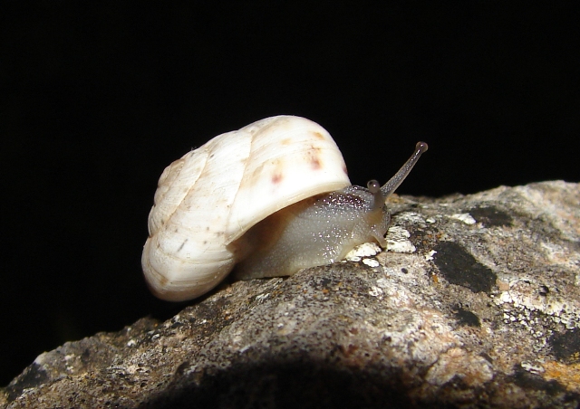 Marmorana (Marmorana) serpentina (Frussac, 1821)