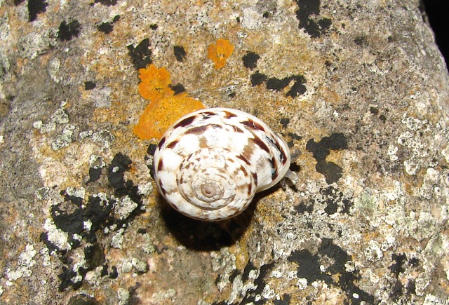 Marmorana (Marmorana) serpentina (Frussac, 1821)