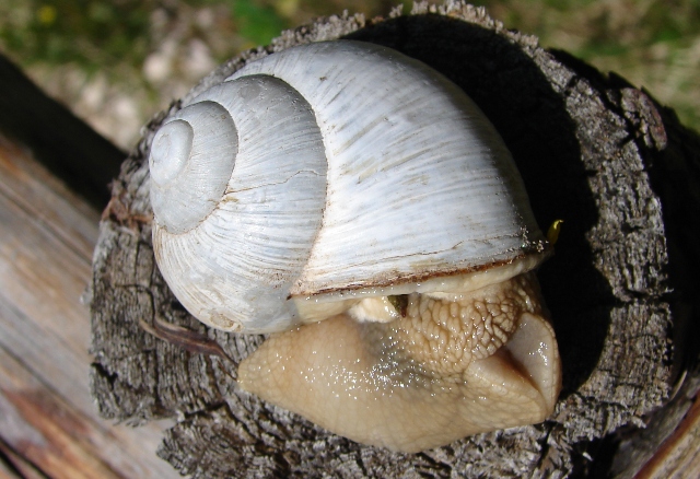 Helix pomatia