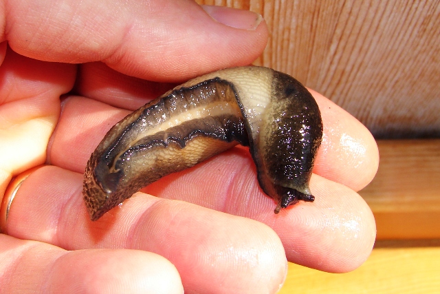 Limax cf tschapecki da Tamion val di Fassa (TN)