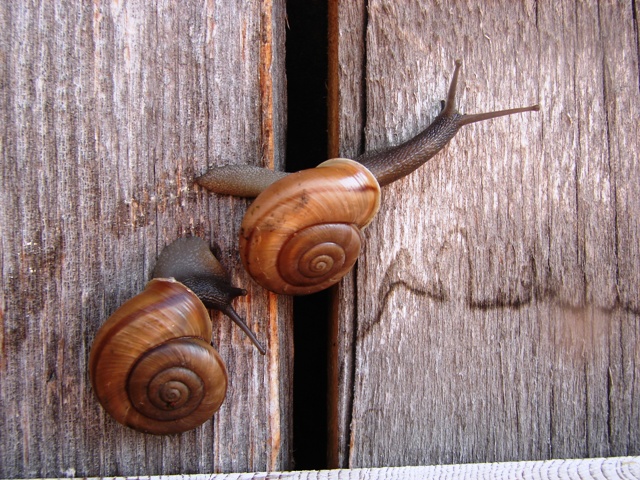 Chilostoma cingulatum della Val d''Ega (BZ)