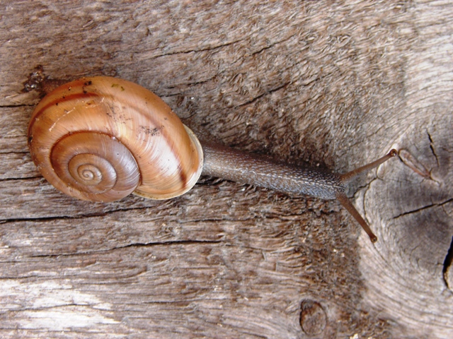 Chilostoma cingulatum della Val d''Ega (BZ)