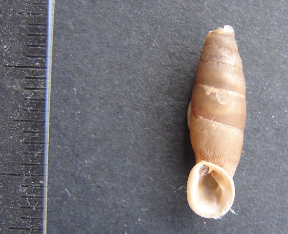 Siciliaria (Siciliaria)tiberi scalettensis (Beckmann 2004)