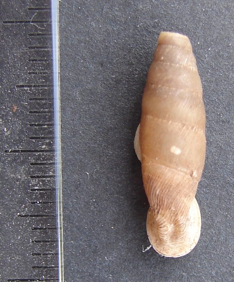 Siciliaria (Siciliaria)tiberi scalettensis (Beckmann 2004)