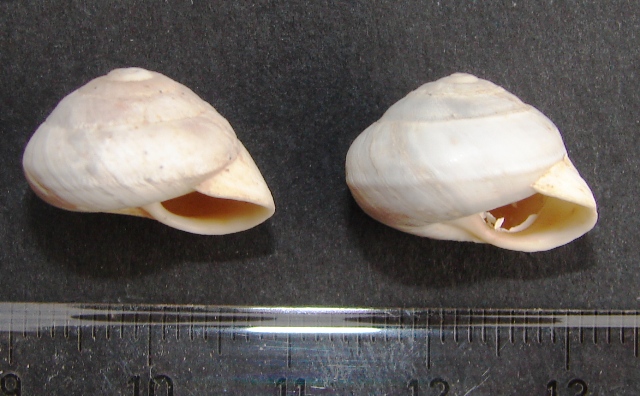 Sphincterochila (Albea) candidissima (Draparnaud, 1801)