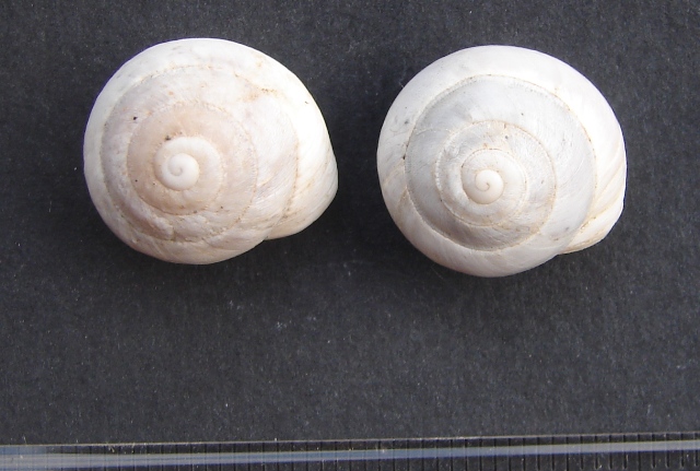 Sphincterochila (Albea) candidissima (Draparnaud, 1801)