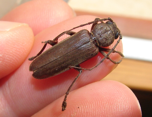 Arhopalus syiracus Siculo