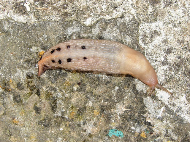 Limax 
