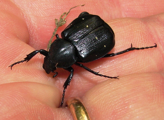 Gnorimus variabilis (Linneo 1758)