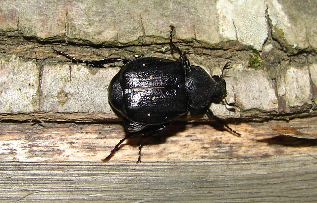 Gnorimus variabilis (Linneo 1758)