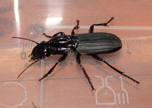 Percus passerini
