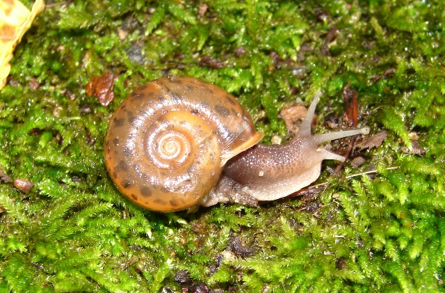 Elona quimperiana