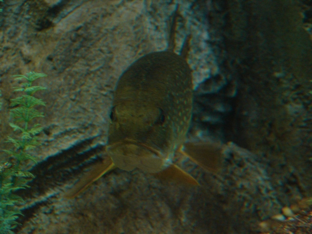 Esox lucius