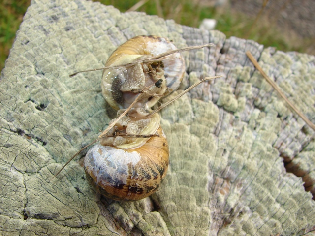 Cantareus aspersus accoppiamento