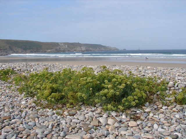 Cantareus aspersus accoppiamento