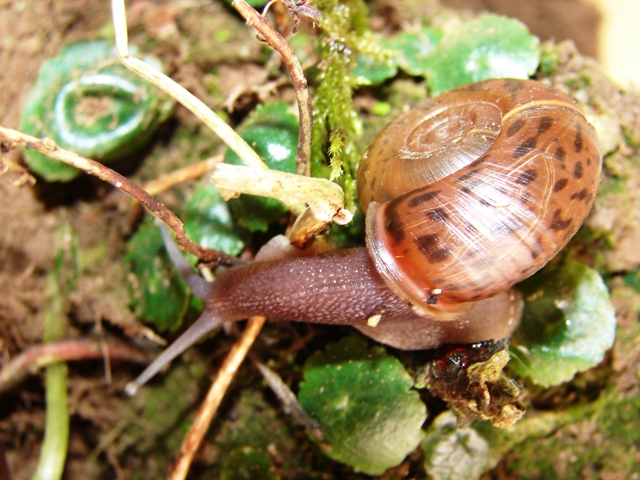 Elona quimperiana