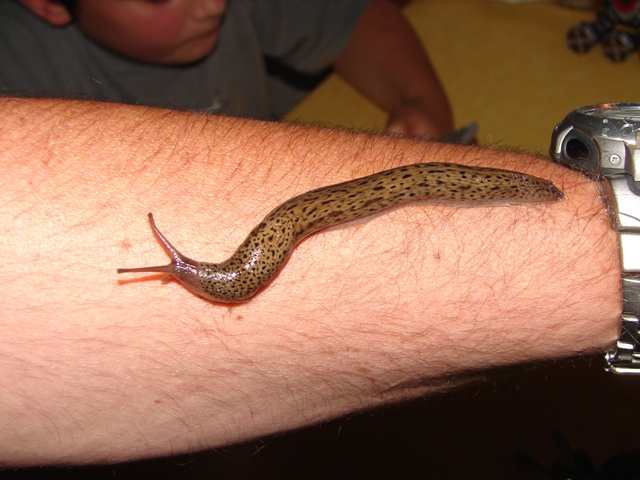 Limax maximus da Chambery in Francia