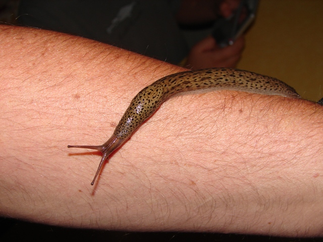 Limax maximus da Chambery in Francia