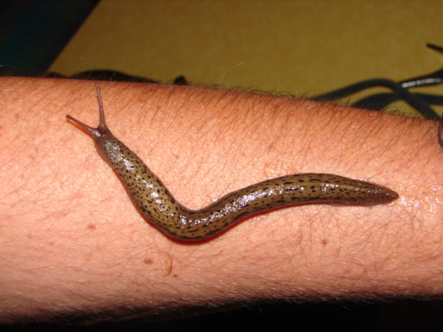 Limax maximus da Chambery in Francia