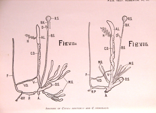 Cepaea