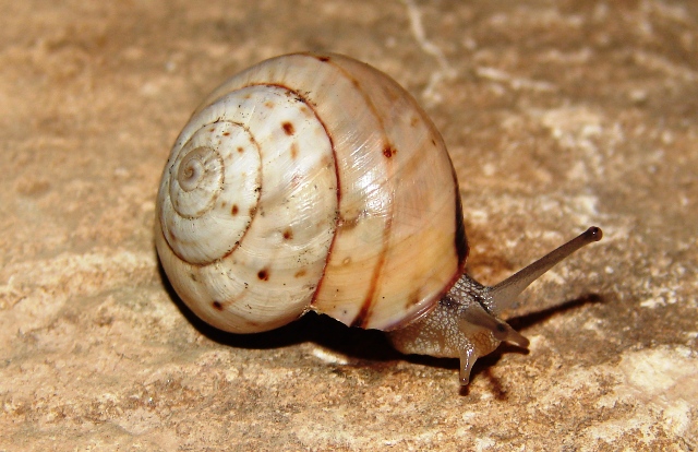 Marmorana signata cassinensis 