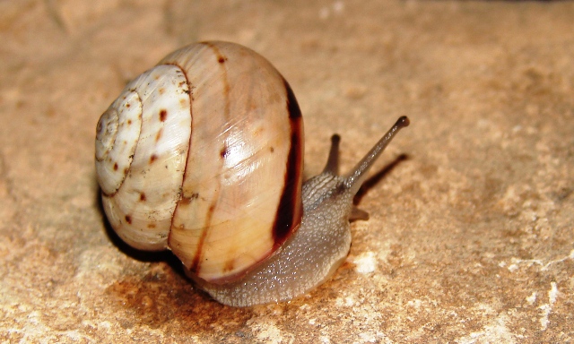 Marmorana signata cassinensis 