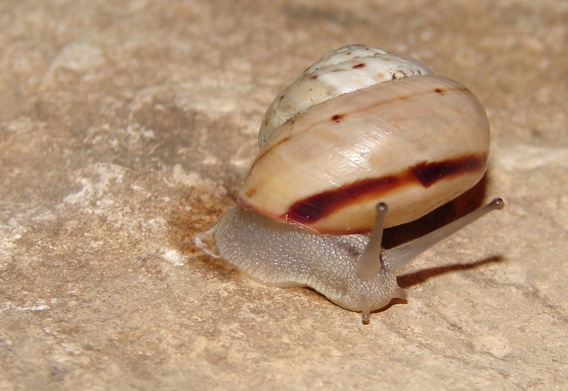 Marmorana signata cassinensis 