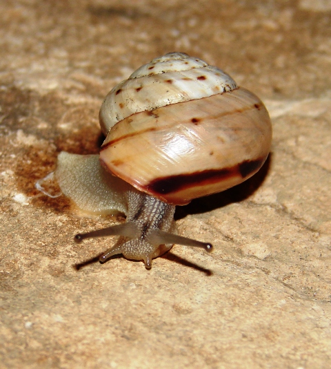 Marmorana signata cassinensis 