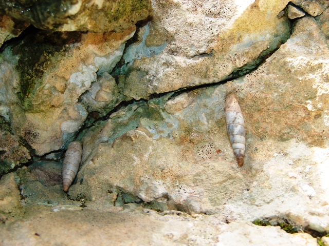 Medora Gualdo Tadino