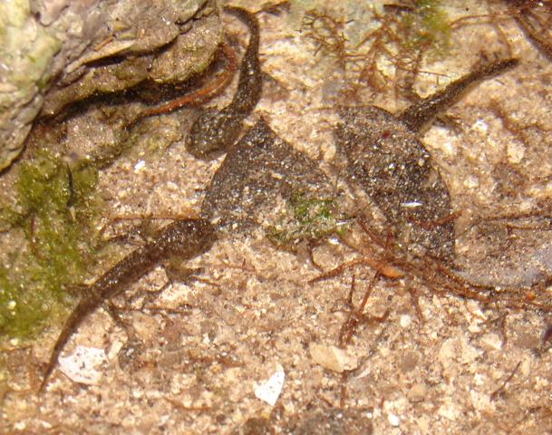 Mini vasca per tritoni