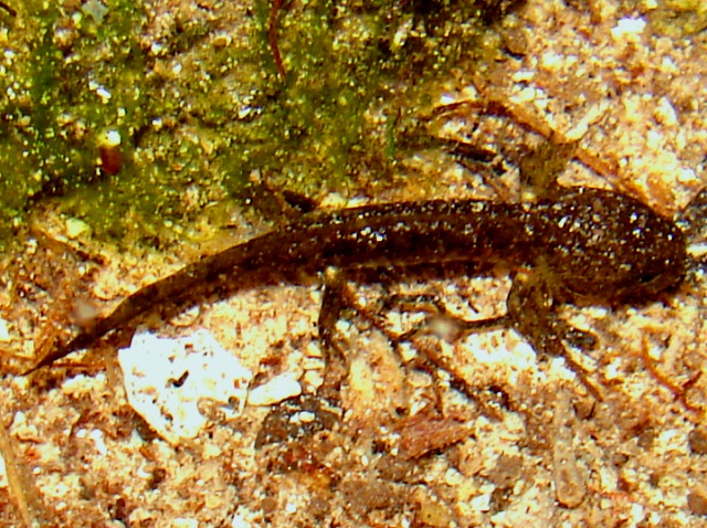 Mini vasca per tritoni