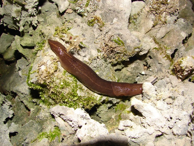 Limax sp. Mercantour