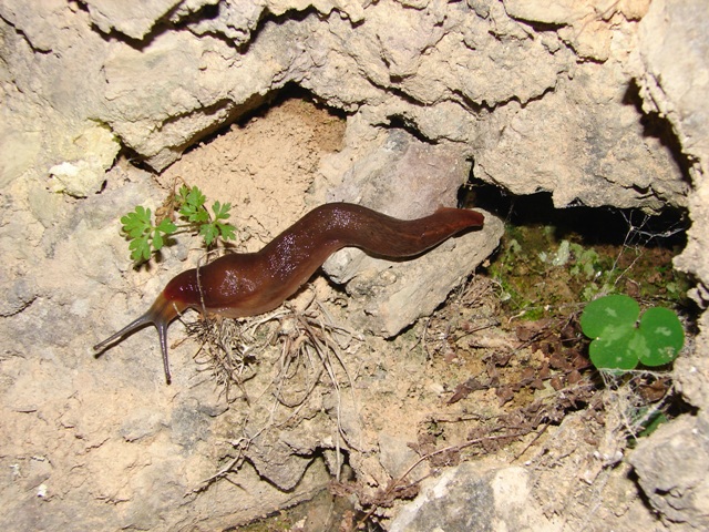 Limax sp. Mercantour