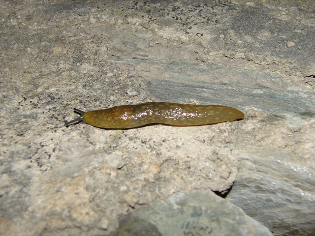 Limax sp. Mercantour