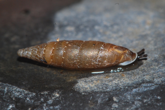 Siciliaria cf stigmatica