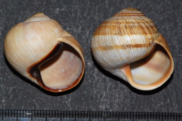 Helix melanostoma a Ladispoli
