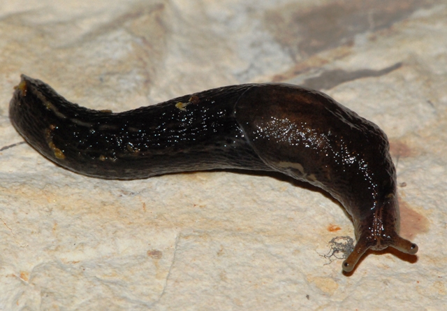 Limax veronensis - anche un mantovano!