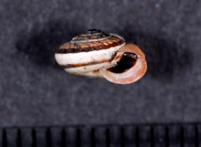 Candidula unifasciata rugosiuscola ??