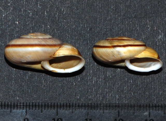 Chilostoma cingulatum Asiago (VI)