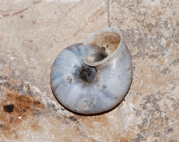 Chilostoma cingulatum sentinense (Piersanti, 1933)