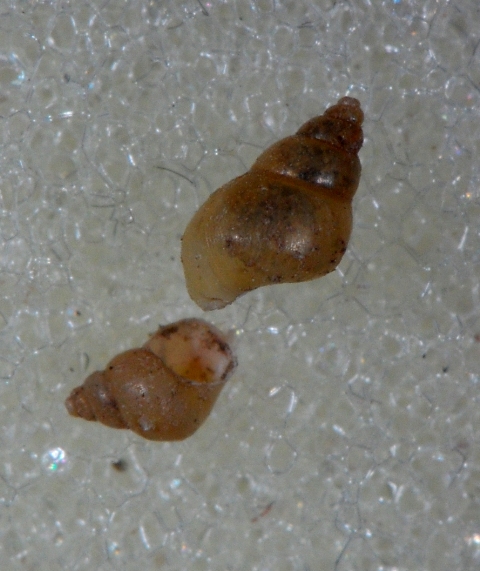 Hydrobiidae Vobarno (BS)
