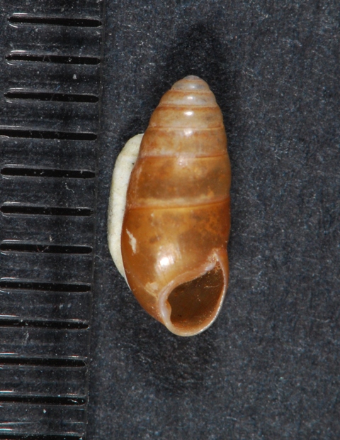 Hypnophila pupaeformis Croazia