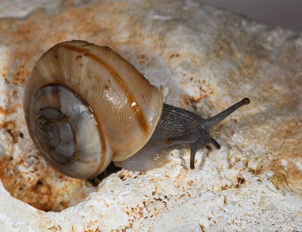 Chilostoma cingulatum dai M.Berici