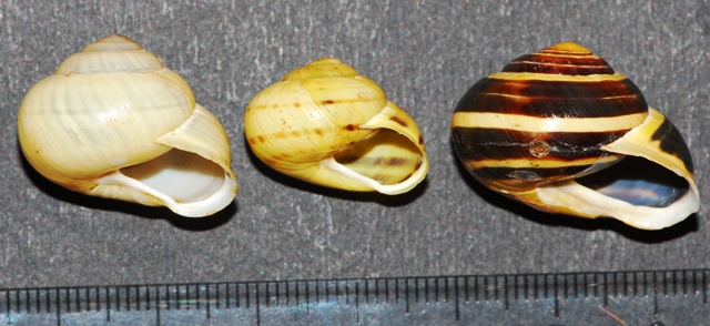 Cepaea