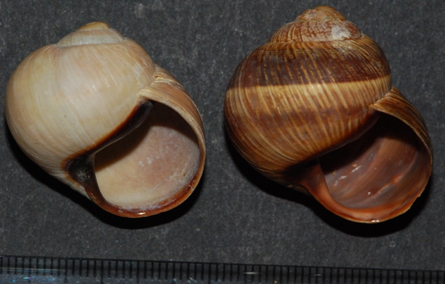 Helix melanostoma a Ladispoli