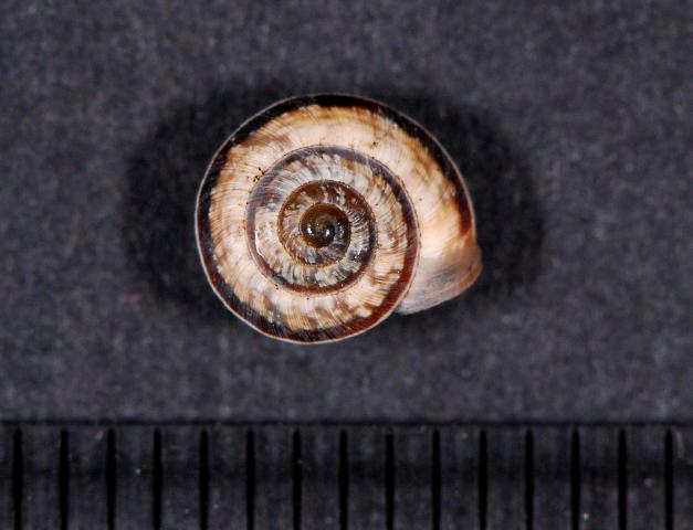 Candidula unifasciata rugosiuscola ??