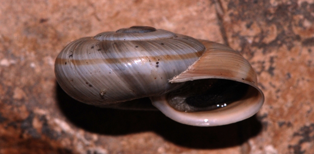 Chilostoma cingulatum sentinense (Piersanti, 1933)