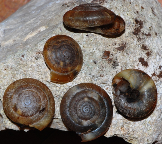 Paraegopis mauritii mauritii (Westerlund ,1866)